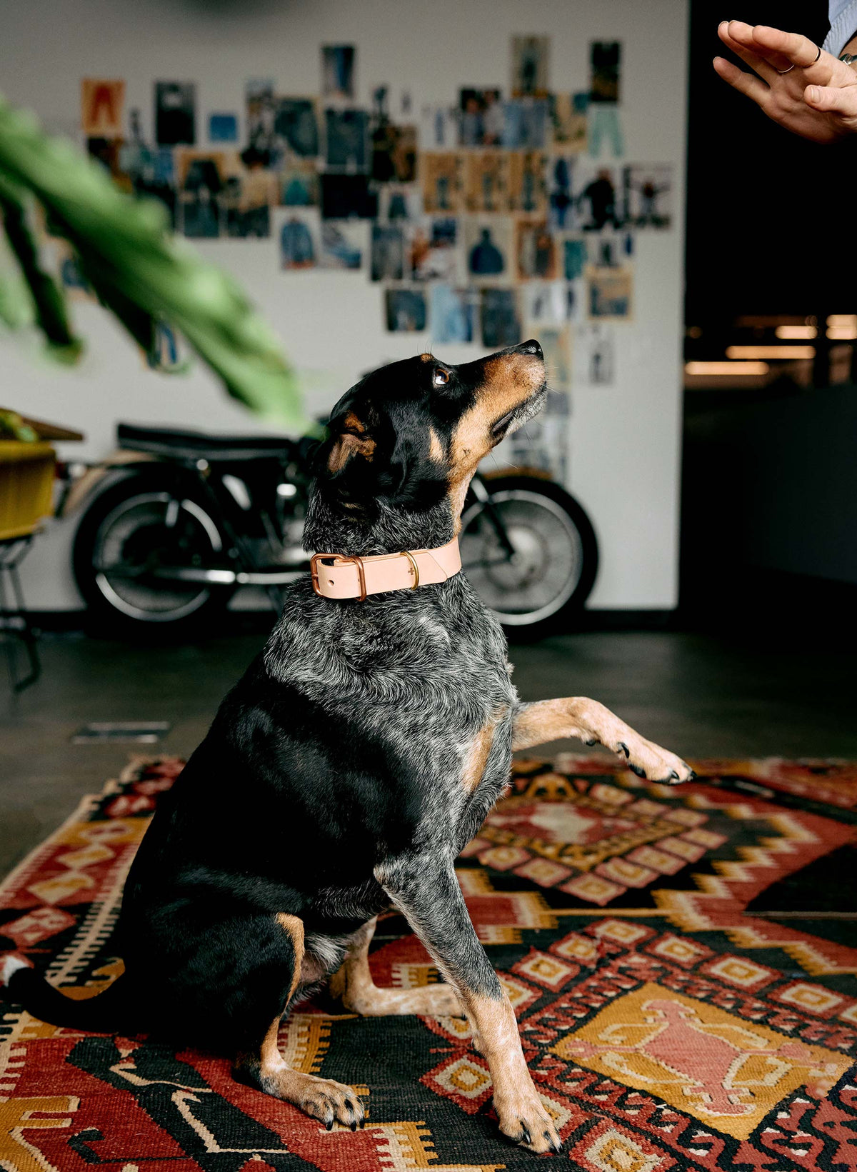 emil erwin x i+w dog collar