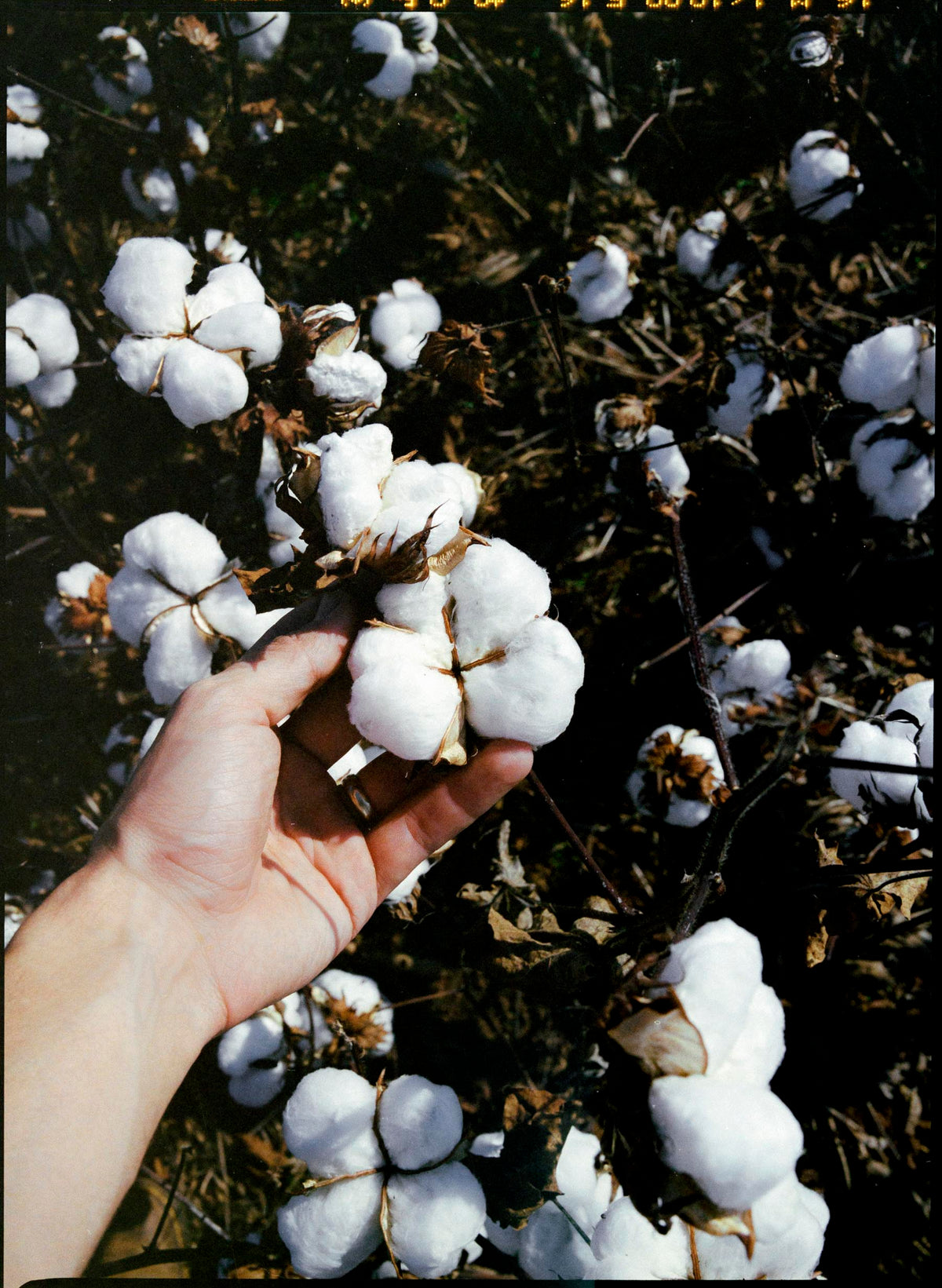 hencye natural indigo