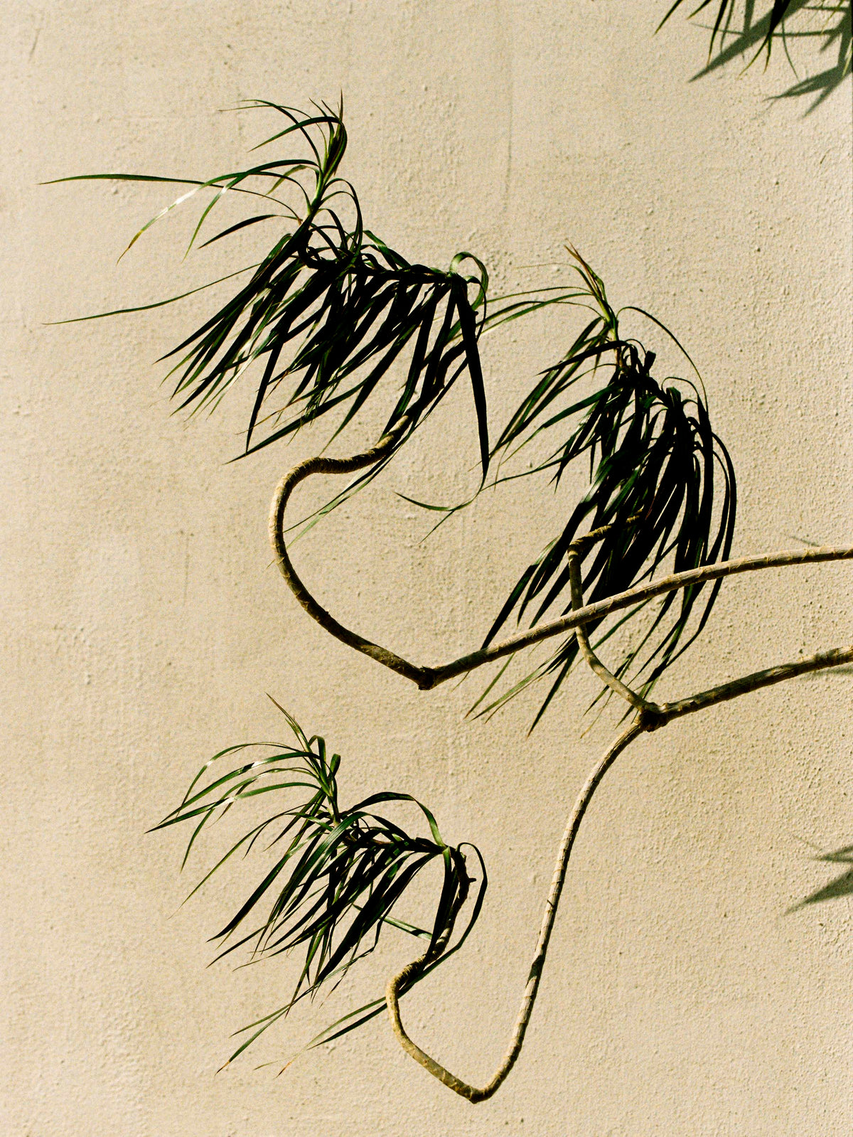 madras lounge pant in stafford