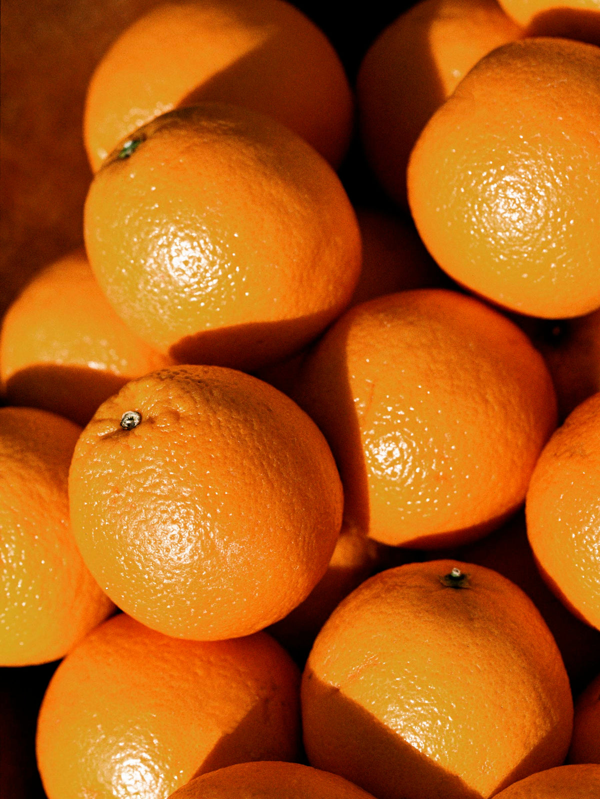 madras lounge pant in townsend